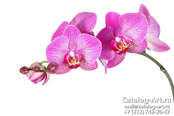 Pink orchids 84